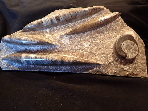 Ammonite Plates With Orthoceras