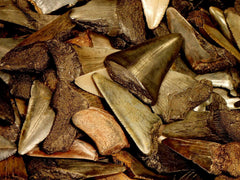 Megalodon Shark Tooth, 3/4 Teeth