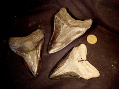 Megalodon Shark Tooth