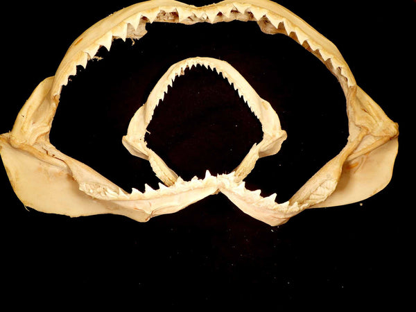 Shark Jaw [Sealife > Shark Jaws] – Naturally Wild Australia