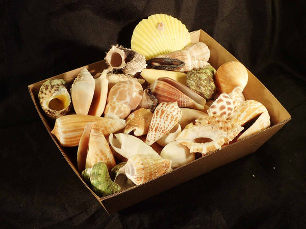 Shells Best Sellers [Seashells - Natural] – Naturally Wild Australia