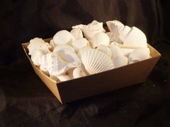 White Shell Mix By The Kilo