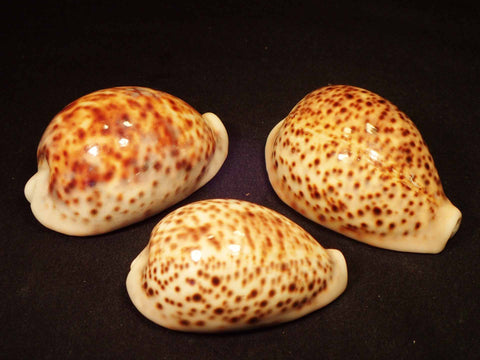 Panther Cowry