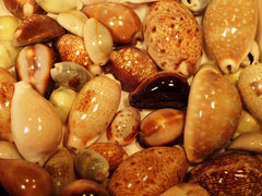 Cowry Shell (Mix Of 10)