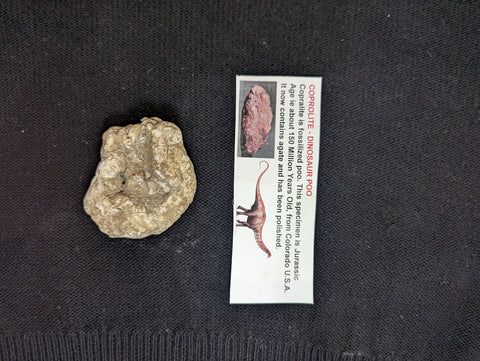 Coprolite - Dinosaur Poo LARGE