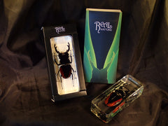 Paper Weight - Yellow Sided Stag Beetle