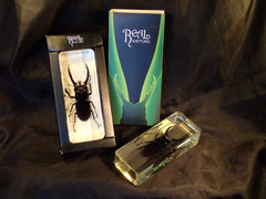Paper Weight - Mountain Stag Beetle