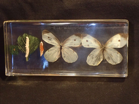 Paper Weight - Butterfly Life Cycle