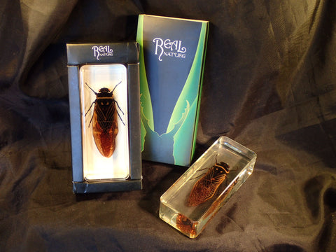 Paper Weight - Cicada