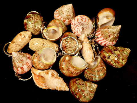 Keyrings Made From Shells