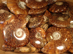 Tulear Ammonites, Polished