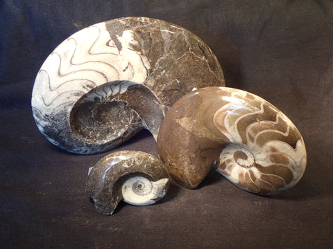 Goniatites Ammonite, Stands Up