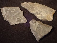 Elrathia Kingi Trilobite Plates