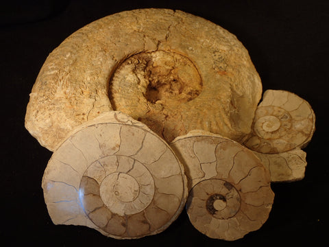 Ilminster Ammonite
