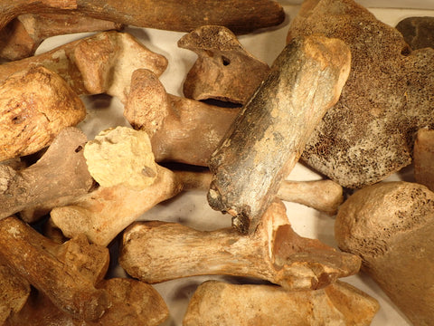 Bones Ice Age Ie Horse, Bison, Rhino