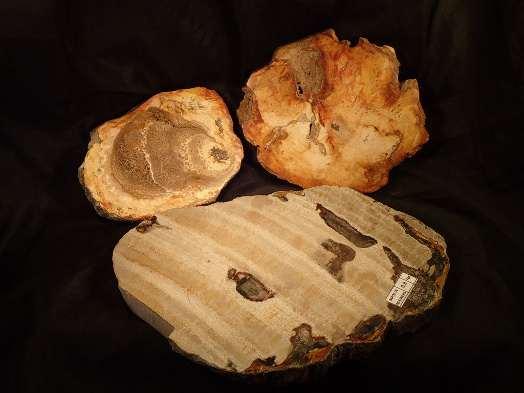 Petrified Wood (Polished Slices)