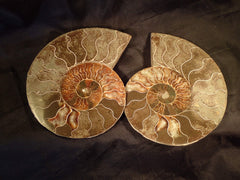 Tulear Ammonites, Sliced Pairs