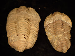 Diacalymene Trilobite
