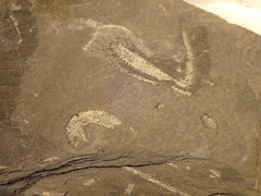 Graptolites