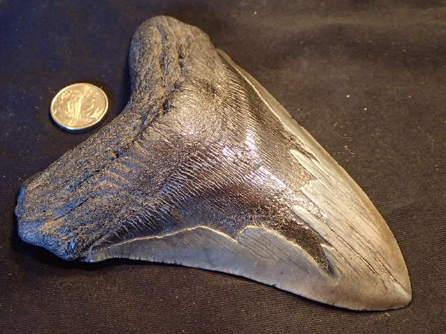 Megalodon Shark Tooth - BIG