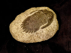 Metacanthina Trilobite