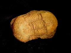 Illanaeus Trilobite