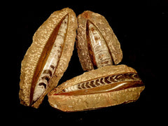 Red Nautiloid In Red Rock