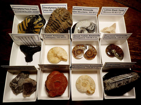 Fossils Boxed