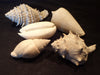 Shells Fossils, Many Species