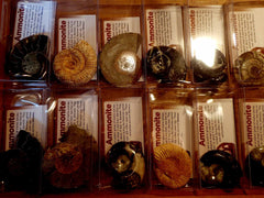 Fossils In Hanger - Ammonites