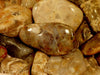 Copralite Dino Poo Polished NO STOCK PLEASE DON"T ORDER