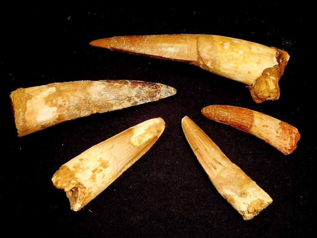 Spinosaurus Fossil Teeth Spinosaurus Tooth Price Spinosaurus