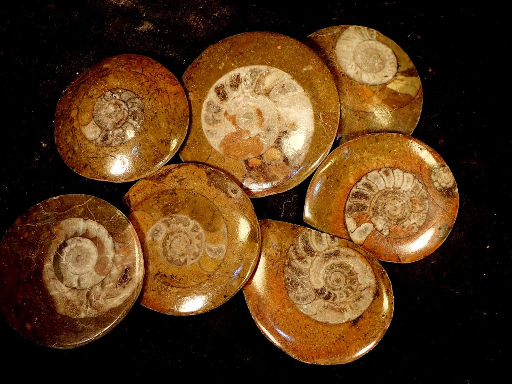 Sahara Ammonite, Flat Polished