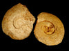 Giant Harpoceras Ammonite