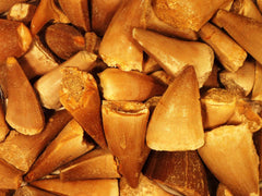 Mosasaur Sea Monster Tooth