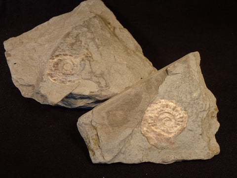 Pearly Ammonite, 1-2 Spec. In Rock