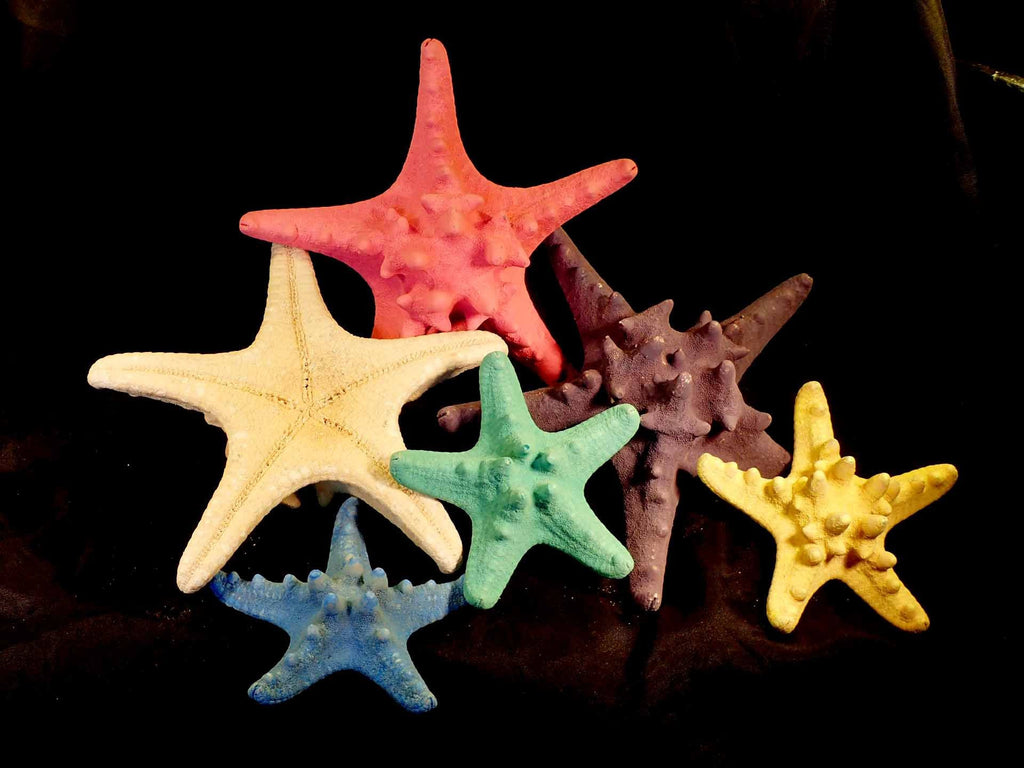 Starfish - Horned