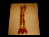 Mantis Shrimp On Card