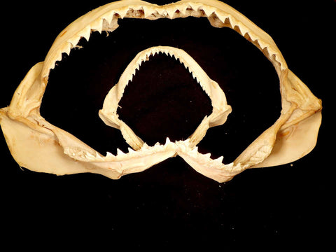 Shell Jaw Sealife – Naturally Wild Australia