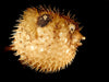 Porcupine Puffer Fish