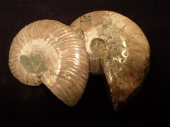 Pearlized Ammonites