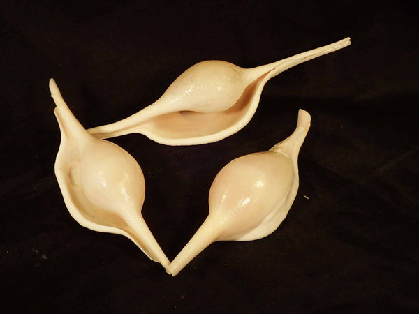 Shuttle Egg Cowry [Seashells - Natural] – Naturally Wild Australia