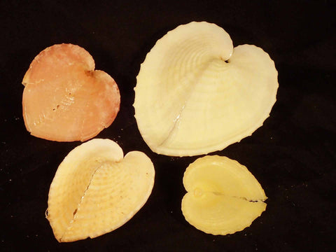 True Heart Cockle