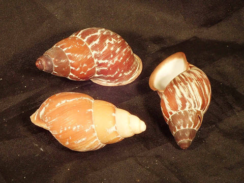 Mindora Snail