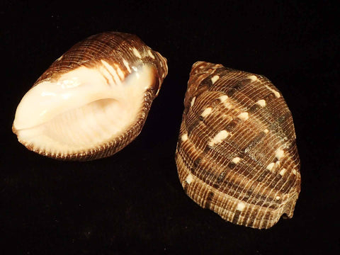 Seashells – Page 12 – Naturally Wild Australia