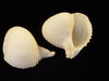 Rapa Coral Shell