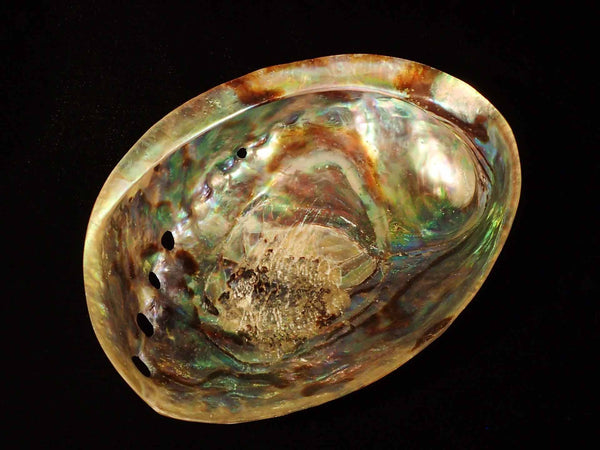 Paua Shell [Seashells - Natural] – Naturally Wild Australia