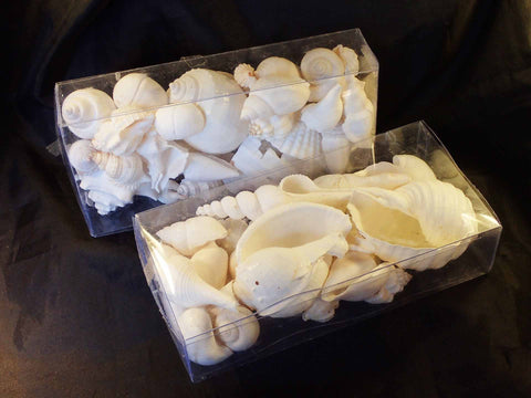 White Shells In Clear Plastic Box