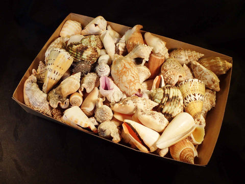 Mixed Shells By The Kilo Philippines