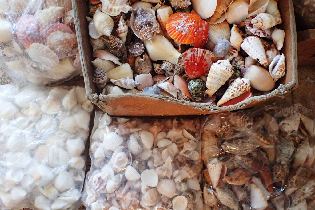 Mixed Shells By The Kilo Small Size